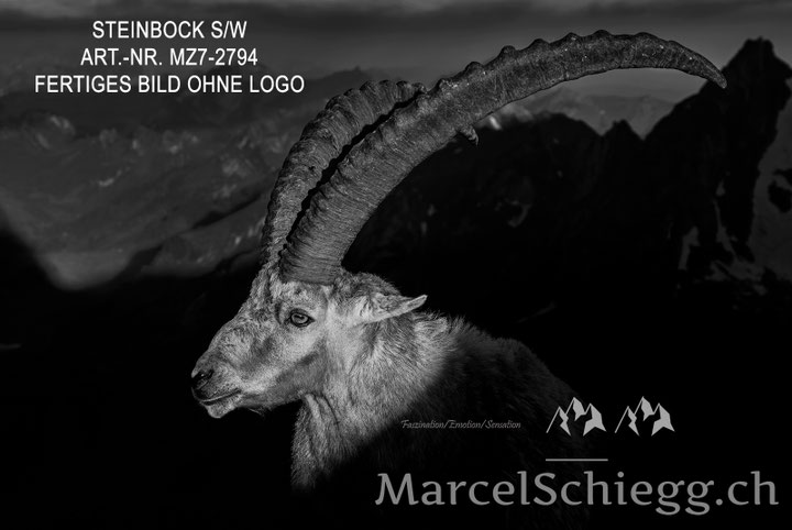Marcel Schiegg, Alpensteinbock, Steinbock, schwarz-weiss