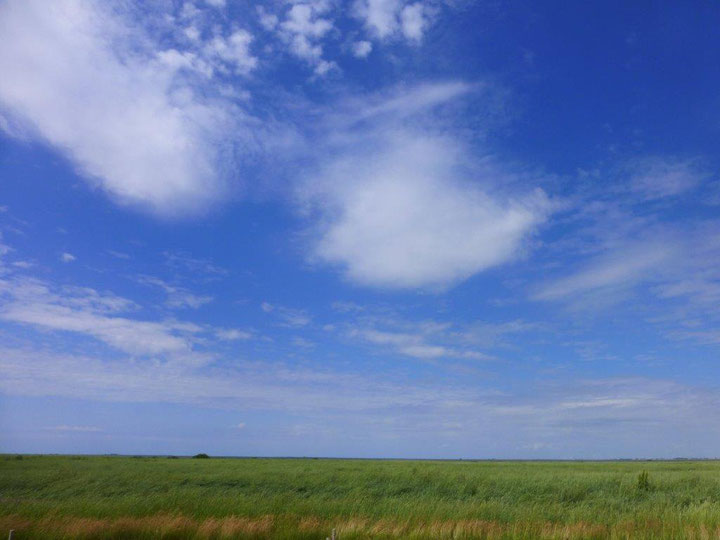 Salzwiesenlandschaft an der Nordseeküste, Quelle: www.lichtwesenfotografie.com