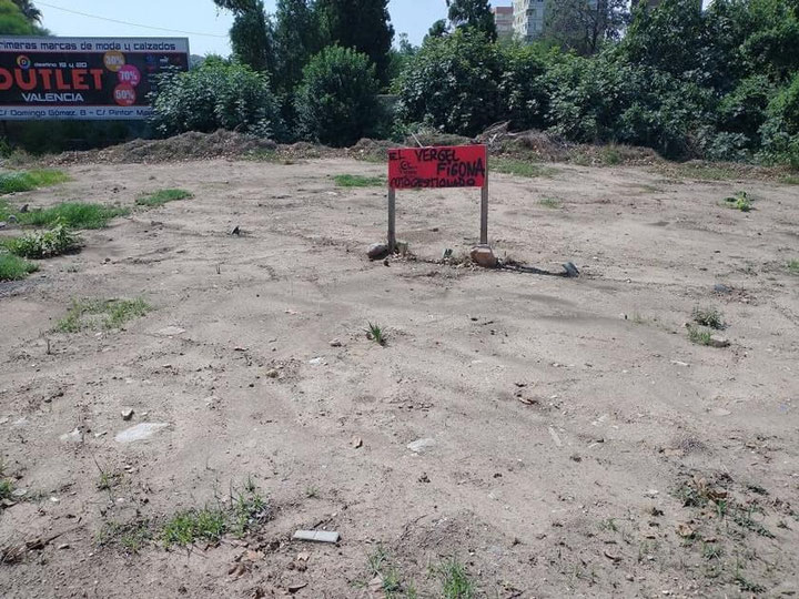 Este es uno de los solares  en Benimaclet que ocuparon y plantaron para generar un derecho sobre la tierra.  Plantaron arbolitos, y una vez conseguido lo que pretendían la abandonaron. se murieron los arbolitos y la tierra ya les importó.