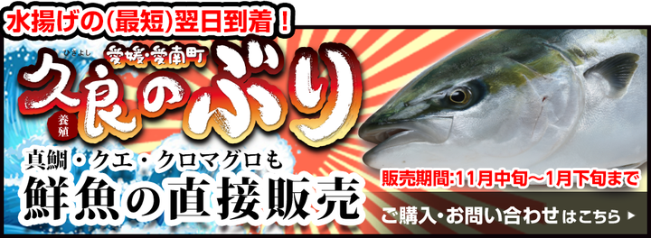 水揚げの(最短)翌日到着 久良の養殖ブリ 真鯛・クエ・クロマグロも鮮魚の直接販売