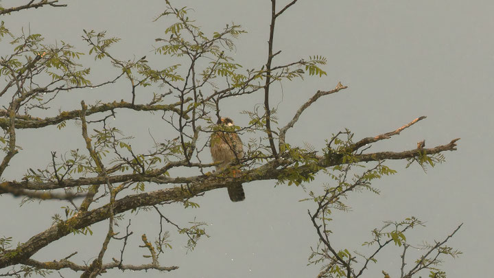 Rotfussfalke Belegbild W 2. KJ