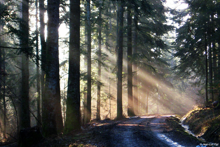 Forêt des Pyrénées Audoises