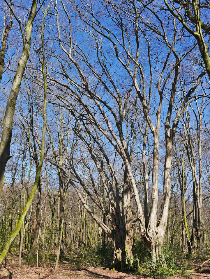 Hainbuche im Hasbruch bei Hude