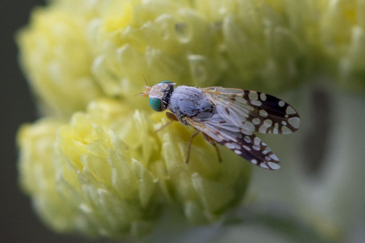 Zur Familie der Bohrfliegen gehört Actinoptera discoidea, deren Larven sich in der Sandstrohblume entwickeln.