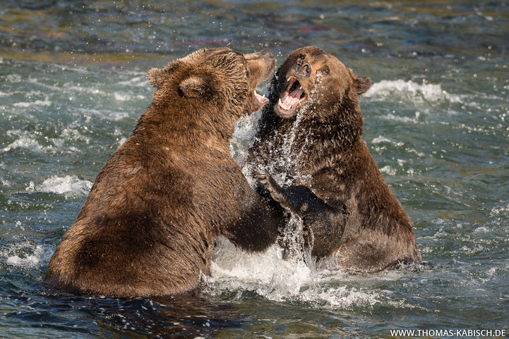 Bären fotografieren in Alaska Brooks River