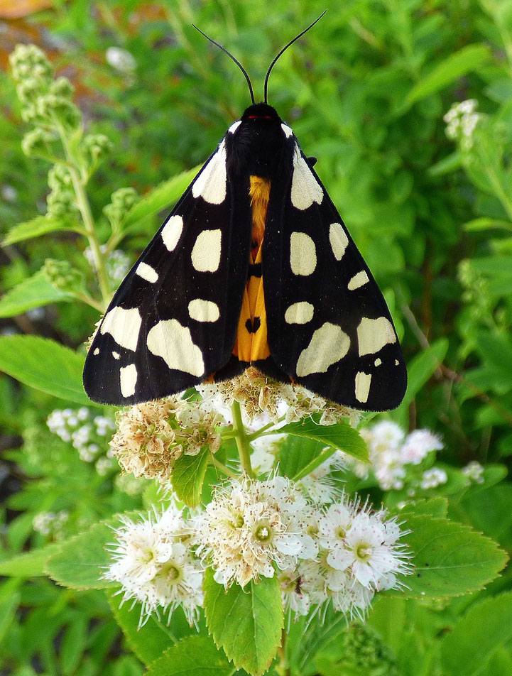 Cream Spot Tiger Moth