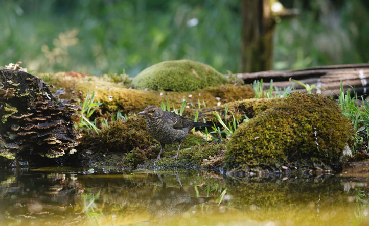 Amsel