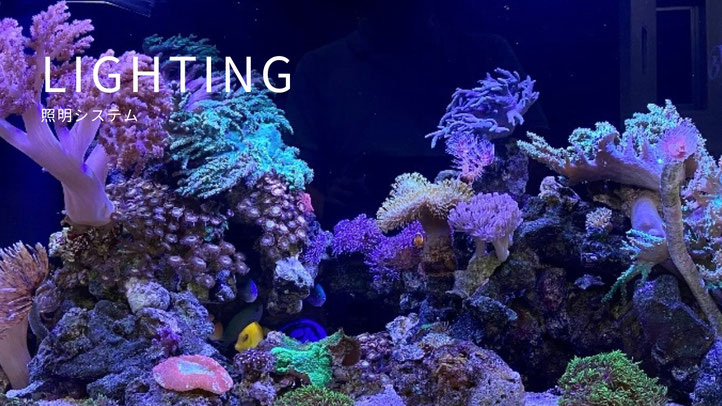 海水魚飼育の教科書 マリンアクアリウムのはじめ方 アクアリウム大学公式