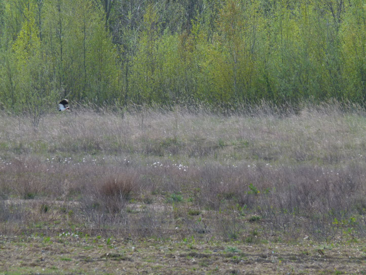 Kiebitz im Flug, Foto: J. Baade 22.04.2021