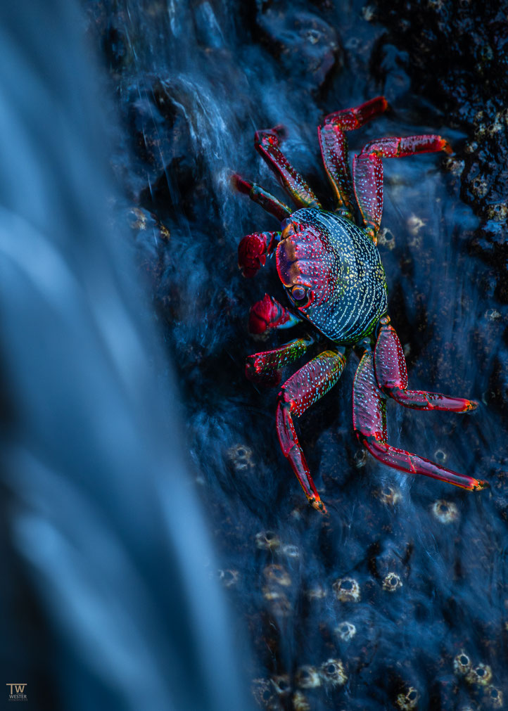 14 Sie sind immer dort, wo frisches Meereswasser die Felsen umspült…