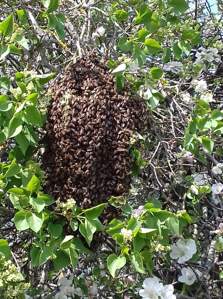 Bienenschwarm gesichtet was tun? Imkerverein Gera 1879
