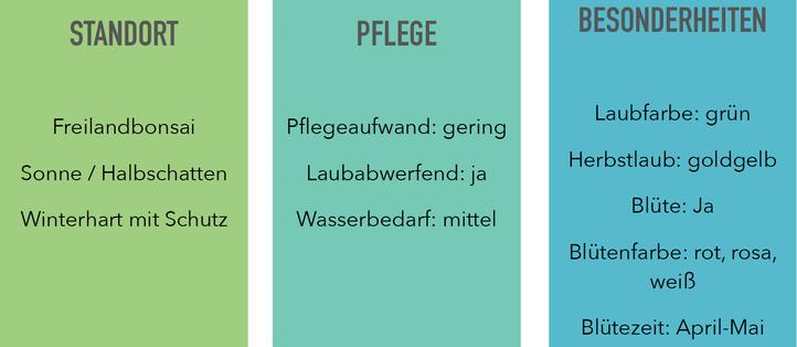 Der richtige Standort, die richtige Pflege und Besonderheiten von Zierapfel Bonsai Malus