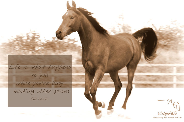 Life is what happens to you while you're busy making other plans / Pferdekauf gegen den Verstand