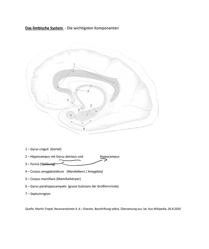 Meditation und Limbisches System