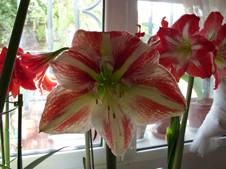 Identificado como Hippeastrum Toronto.