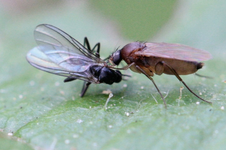 Die Buckelfliege Megaselia scalaris (rechts) verzehrt eine tote Fliege. Megaselia-Arten sind die Wirte der oben abgebildeten Synacra brachialis-Wespe.