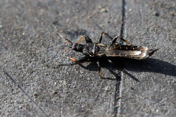 Phlaeothrips coriaceus ist ein Insekt aus der Gruppe der Fransenflügler bzw. Thripse (Phlaeothripidae). Es ist 2 bis 5 mm lang und ernährt sich von Pilzmyzel auf unserer Kompostbox.