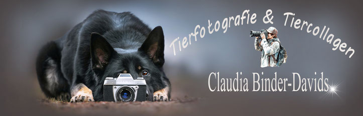 Tierfotografie Claudia Binder-Davids Husum