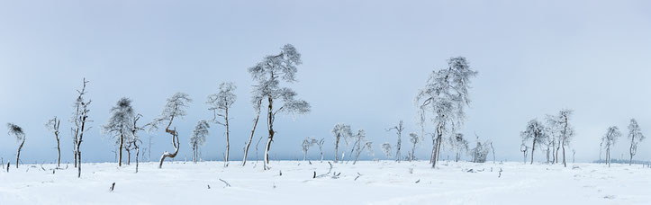 Die Bäume von Noir Flohay als Panorama