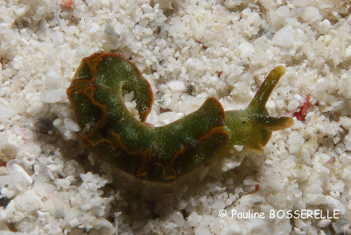 Elysia sp. 2