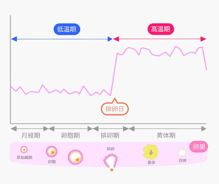 女性の月経周期