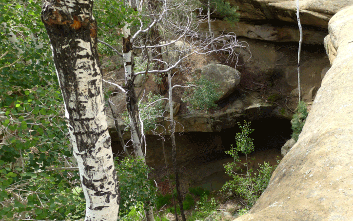 Aspens, canyon, spring, Mesa Portales, BLM land near Cuba New Mexico