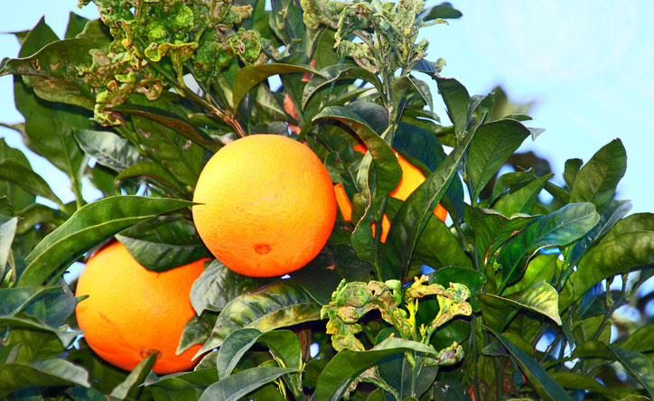 Teneriffa Finca