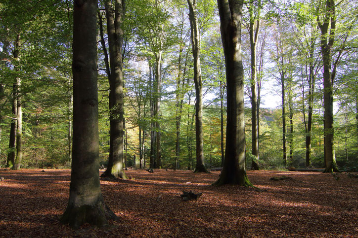 Chill Out Seminare und Naturerlebnis-Seminare im Oberbergischen
