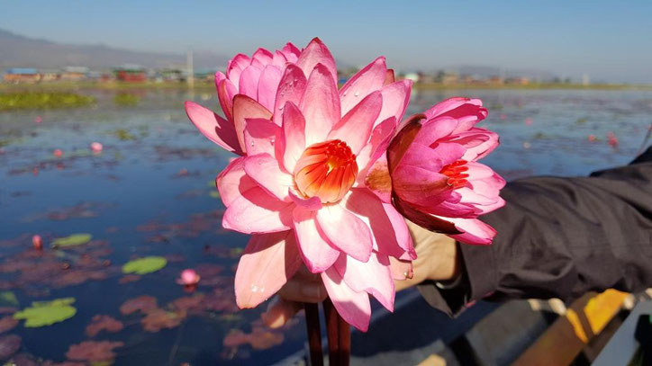 Water lily (fleur du nénuphar ?)