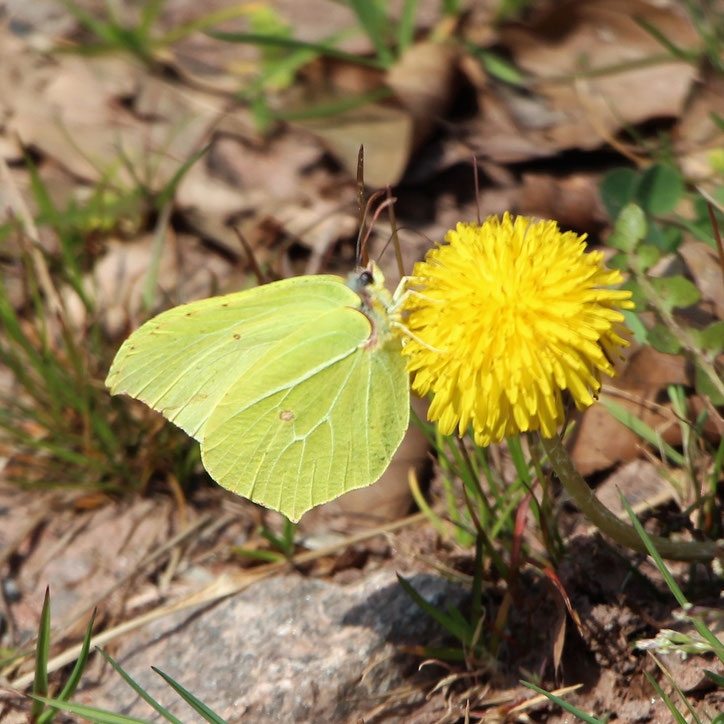 PflanzenKinder - kraeuter-gartenundnatur2s Webseite!