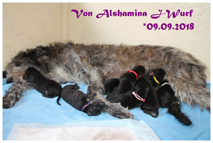 Scottish Deerhound litter in Germany! Scottish Deerhound Würfe in Deutschland! Deerhound Welpen aus Liebhaberzucht in Rheinland-Pfalz! 