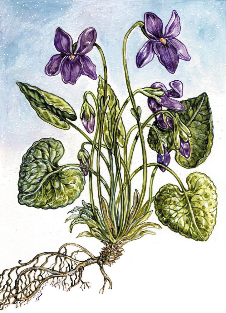 Veilchen Gouache aus "Mein wunderbarer Küchengarten" © Caroline Ronnefeldt