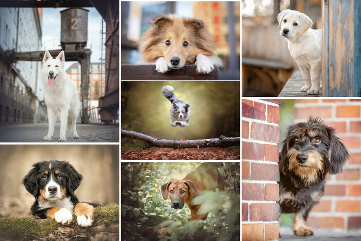 Outdoor Hundefotografie Berlin Brandenburg – natürliche Hundefotos
