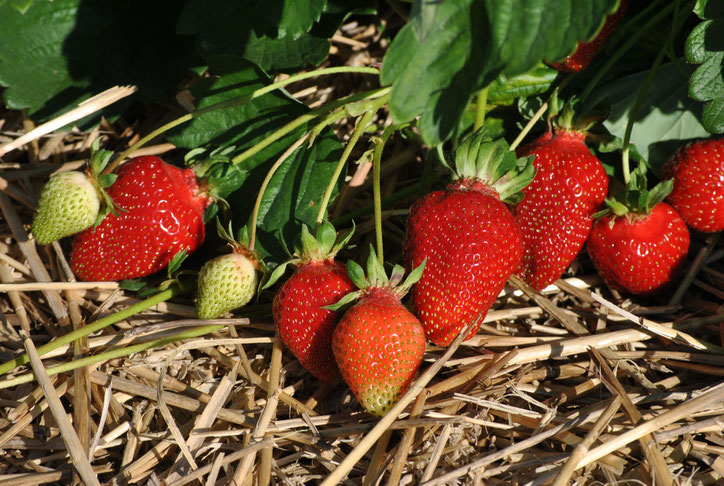 Erdbeeren