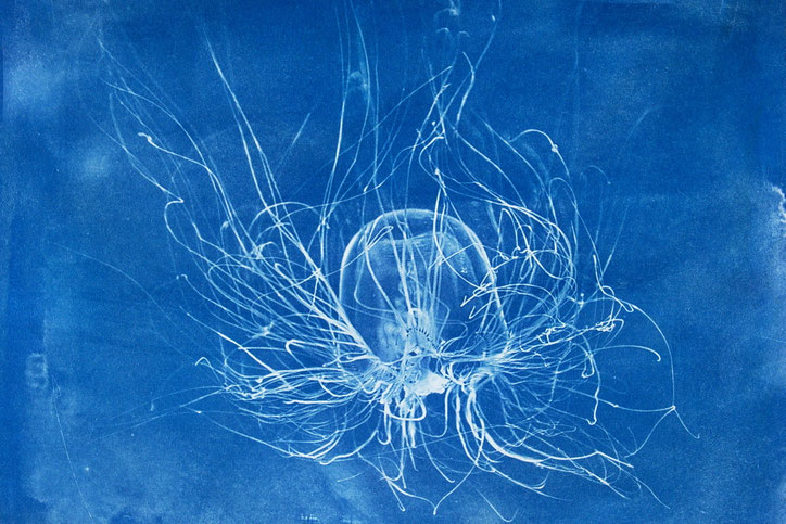 Fotografiewelten,Andreas Maria Schäfer,fotograph1956,Marburg,vhs,Kurs, Cyanotypie,Blaudruck,Crossmediatechnik,Analog,Entwicklung