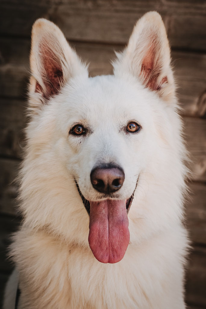 Nico - Hundeschule Cordts