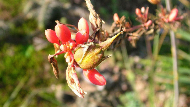 Bidl Blüten und Samenansatz an Hesperaloe parviflora (c) Thomas Boeuf