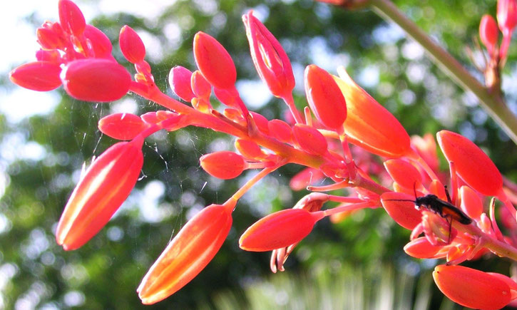 Bild: Hesperaloe parviflora