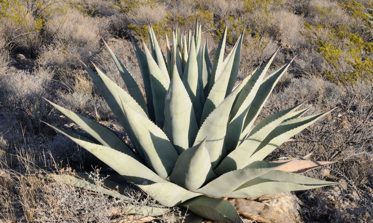 Bild: Agave havardiana (c) Aldama | Chihuahua (c) M.  Bechtold