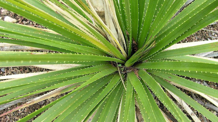 Bild Dasylirion texanum im Botanischen Garten Basel CH(c) Thomas Boeuf