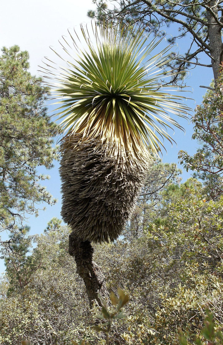 Bild: Nolina hibernica • Tamaulipas © Bertus Spee