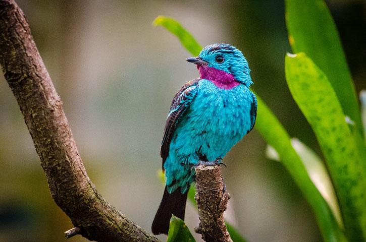 cotinga de cayenne fiche oiseaux animaux  habitat repartition alimentation poids taille reproduction 