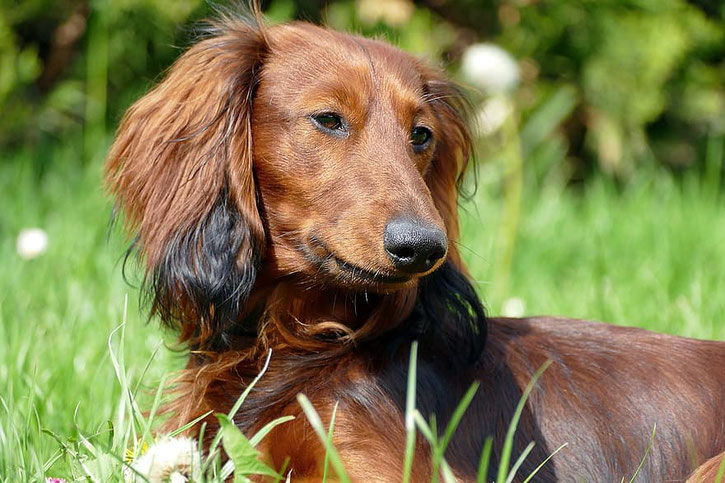 teckel à poils longs fiche chien comportement caractere origines poils sante 