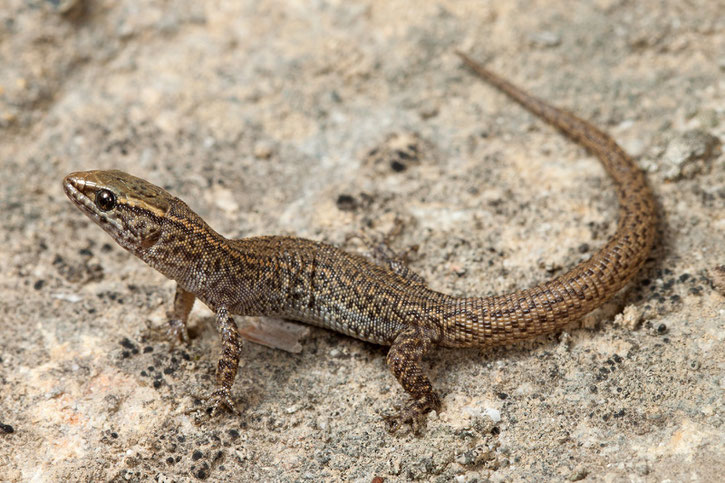 xantusie du desert animal qui commence par la lettre x  habitat repartition alimentation poids taille reproduction