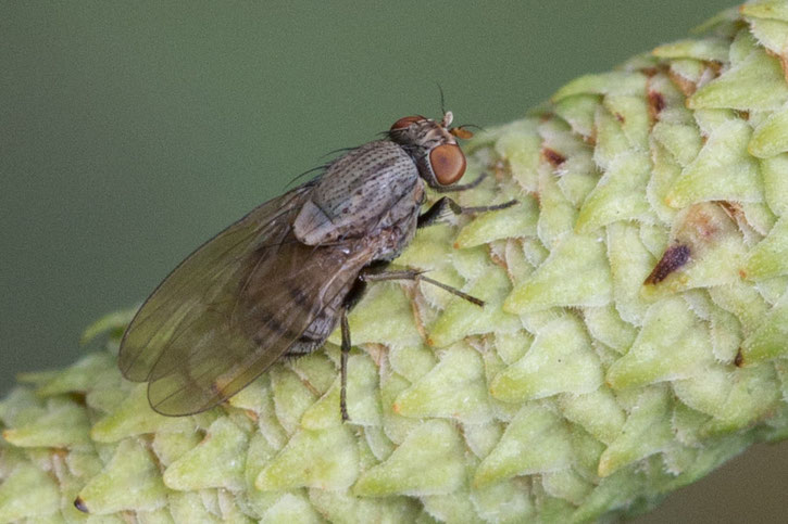 Das Minettia fasciata-Weibchen gehört zur Familie der Faulfliegen.