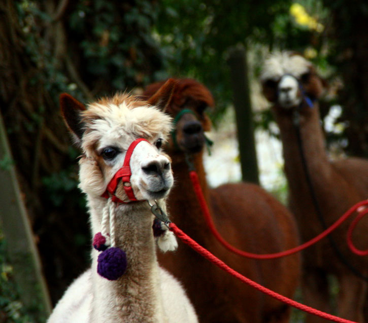Waldmühle Waiblingen Tiere Alpakawanderung Kindergeburtstag