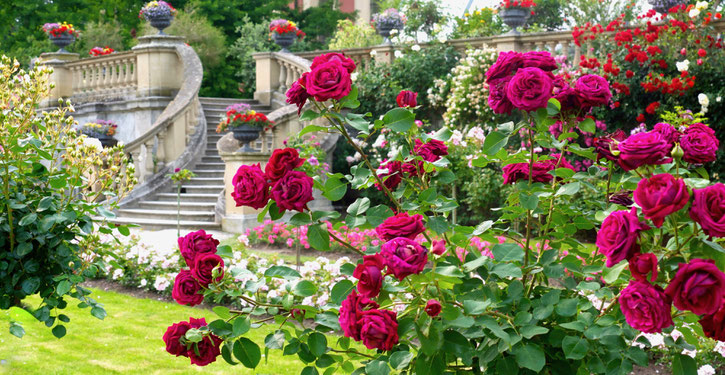 Gartenreise Deutschland: Insel Mainau mit vielen Gartenfotos vom Rosengarten