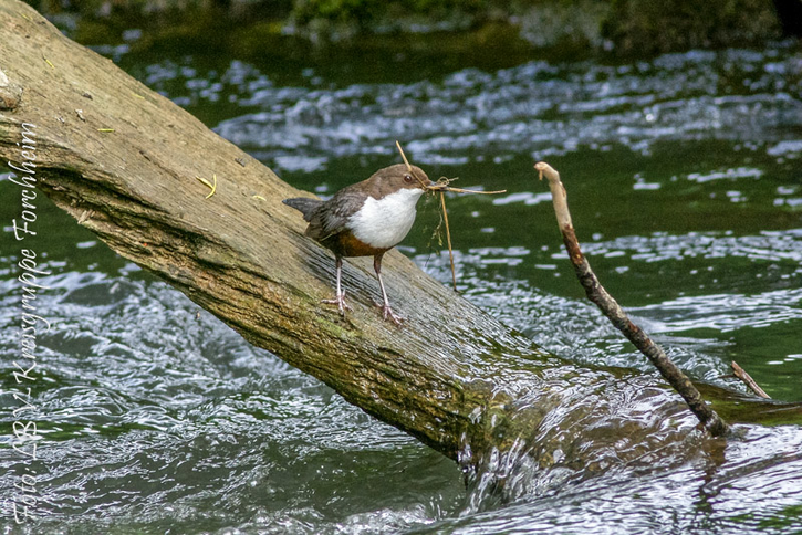 Wasseramsel (Foto: Alexander Brehm)