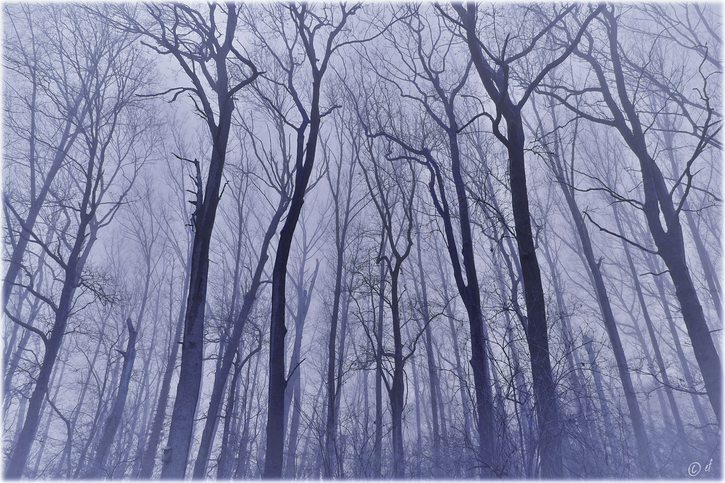Der Nebelwald