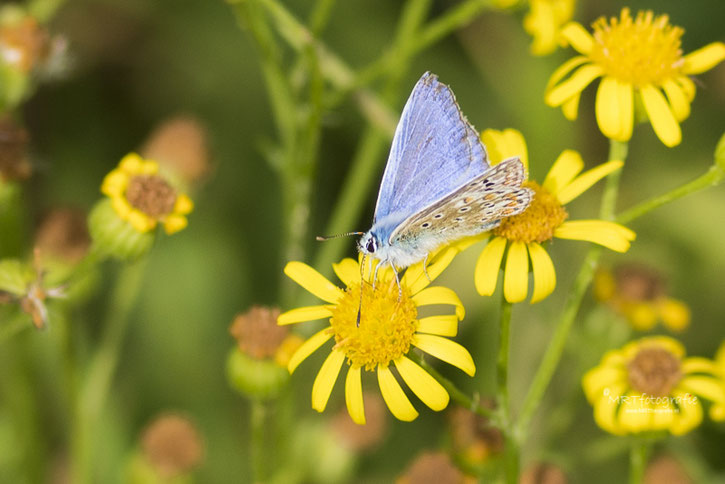 Macro Vlinder Icarusblauwtje